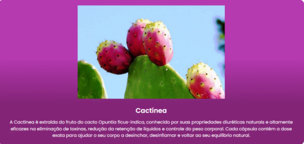 Cactínea Caps - Imagem 2